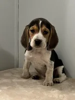 Mika , a female Beagle for sale in Claypool, IN – Photo 3 of 4