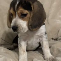 Mika , a female Beagle for sale in Claypool, IN – Photo 2 of 4