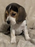 Mika , a female Beagle for sale in Claypool, IN – Photo 2 of 4