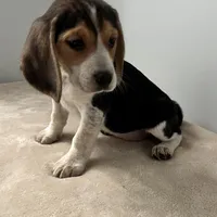 Mika , a female Beagle for sale in Claypool, IN – Photo 4 of 4