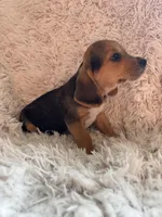 Pistol , a male Beagle for sale in Claypool, IN – Photo 4 of 5