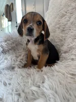 Pistol , a male Beagle for sale in Claypool, IN – Photo 2 of 5
