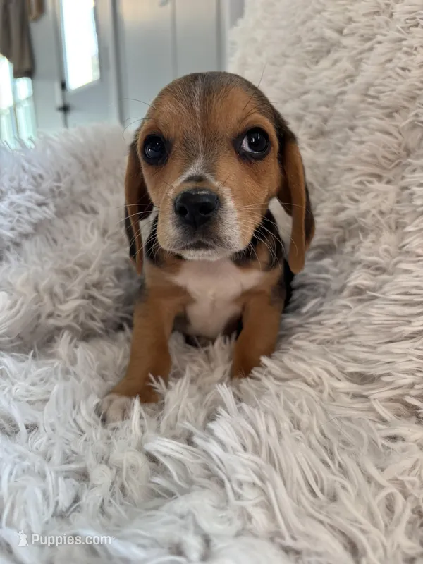 Pistol , a male Beagle for sale in Claypool, IN – Photo 1 of 5