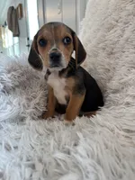Pistol , a male Beagle for sale in Claypool, IN – Photo 3 of 5