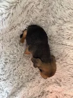 Pistol , a male Beagle for sale in Claypool, IN – Photo 5 of 5