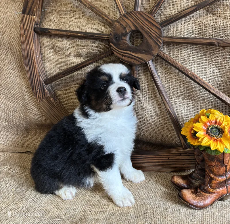 Black Tri Male  – Miniature American Shepherd puppy for sale in Kalama, WA
