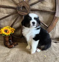 Black Tri Male , a male Miniature American Shepherd for sale in Kalama, WA – 4 of 10