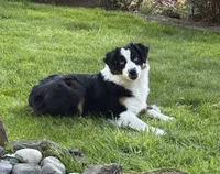 Rein, a female Miniature American Shepherd for sale in Kalama, WA – 8 of 8