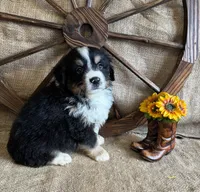 Black Tri Male , a male Miniature American Shepherd for sale in Kalama, WA – 3 of 6