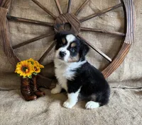 Black Tri Male , a male Miniature American Shepherd for sale in Kalama, WA – 5 of 8