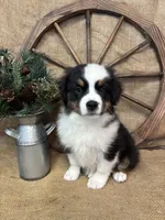 Black Tri Male , a male Miniature Australian Shepherd for sale in Kalama, WA – 3 of 8
