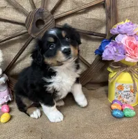 Black Tri Female #2, a female Miniature American Shepherd for sale in Kalama, WA – Photo 2 of 6