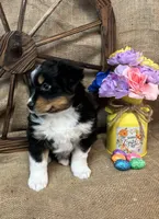 Black Tri Female #2, a female Miniature American Shepherd for sale in Kalama, WA – Photo 4 of 6