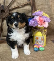 Black Tri Female #2, a female Miniature American Shepherd for sale in Kalama, WA – Photo 5 of 6