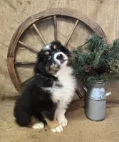 Black Tri Male , a male Miniature Australian Shepherd for sale in Kalama, WA – 3 of 6
