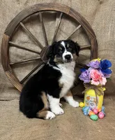 Black Tri Male , a male Miniature Australian Shepherd for sale in Kalama, WA – Photo 4 of 6