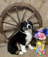 Black Tri Male , a male Miniature Australian Shepherd for sale in Kalama, WA – Photo 2 of 6