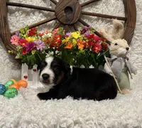 Black Tri Male , a male Miniature Australian Shepherd for sale in Kalama, WA – Photo 6 of 6