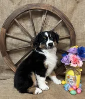 Black Tri Male , a male Miniature Australian Shepherd for sale in Kalama, WA – Photo 1 of 6