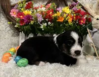 Black Tri Male , a male Miniature Australian Shepherd for sale in Kalama, WA – Photo 3 of 6