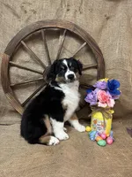 Black Tri Male , a male Miniature Australian Shepherd for sale in Kalama, WA – Photo 3 of 6