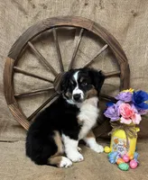 Black Tri Male , a male Miniature Australian Shepherd for sale in Kalama, WA – Photo 5 of 6