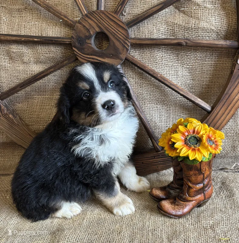 Black Tri Male  – Miniature American Shepherd puppy for sale in Kalama, WA
