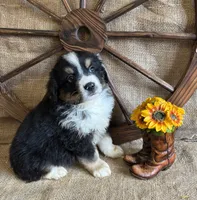 Black Tri Male , a male Miniature American Shepherd for sale in Kalama, WA – 1 of 6