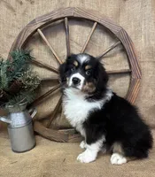 Black Tri Male , a male Miniature Australian Shepherd for sale in Kalama, WA – 2 of 6