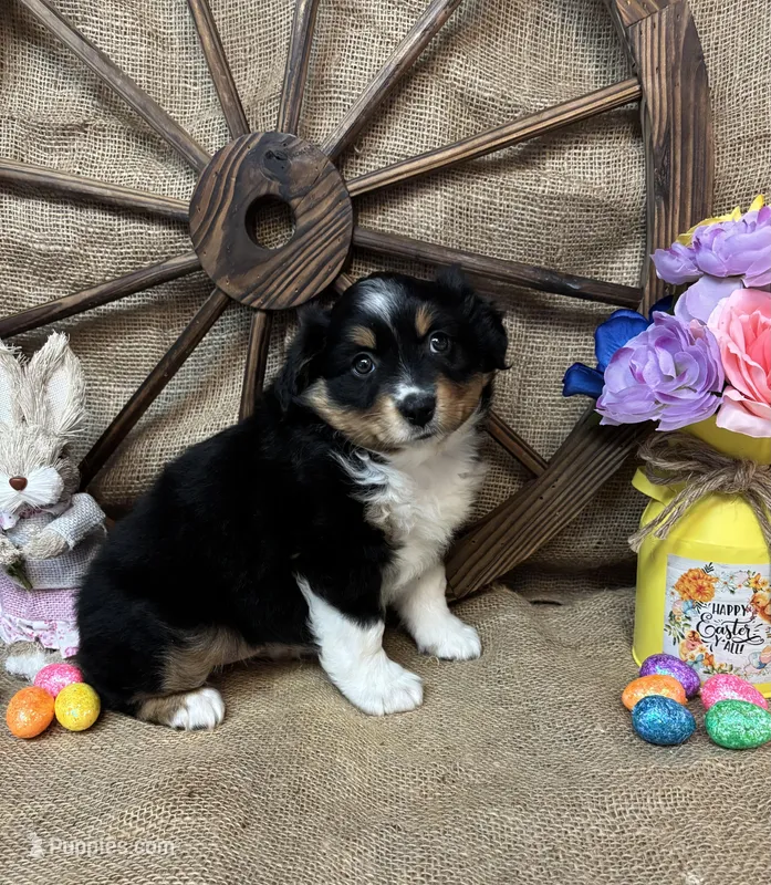 Black Tri Female #2 – Miniature Australian Shepherd puppy for sale in Kalama, WA