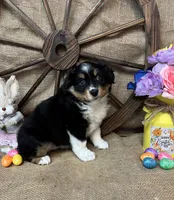 Black Tri Female #2, a female Miniature Australian Shepherd for sale in Kalama, WA – Photo 1 of 7