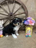 Black Tri Female #2, a female Miniature Australian Shepherd for sale in Kalama, WA – Photo 3 of 7