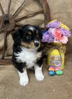 Black Tri Female #2, a female Miniature Australian Shepherd for sale in Kalama, WA – Photo 2 of 7