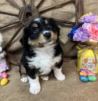 Black Tri Female #2, a female Miniature Australian Shepherd for sale in Kalama, WA – Photo 7 of 7