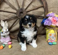 Black Tri Female #2, a female Miniature Australian Shepherd for sale in Kalama, WA – Photo 6 of 7