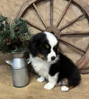 Black Tri Male , a male Miniature Australian Shepherd for sale in Kalama, WA – 8 of 8