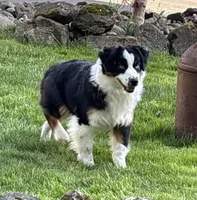 Rein, a female Miniature American Shepherd for sale in Kalama, WA – 7 of 8