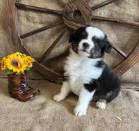 Black Tri Male , a male Miniature American Shepherd for sale in Kalama, WA – 10 of 10