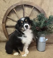 Black Tri Male , a male Miniature Australian Shepherd for sale in Kalama, WA – 1 of 6