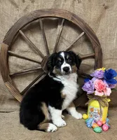 Black Tri Male , a male Miniature American Shepherd for sale in Kalama, WA – Photo 7 of 7
