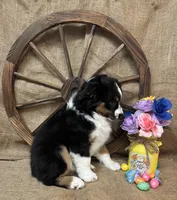 Black Tri Male , a male Miniature American Shepherd for sale in Kalama, WA – Photo 6 of 7