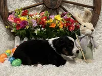 Black Tri Male , a male Miniature American Shepherd for sale in Kalama, WA – Photo 4 of 5