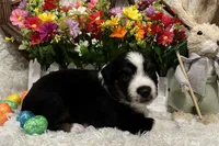 Black Tri Male , a male Miniature American Shepherd for sale in Kalama, WA – Photo 1 of 5