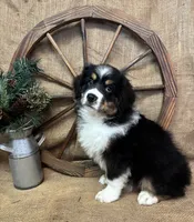Black Tri Male , a male Miniature Australian Shepherd for sale in Kalama, WA – 4 of 6