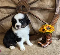 Black Tri Male , a male Miniature American Shepherd for sale in Kalama, WA – 7 of 10
