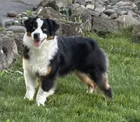 Rein, a female Miniature American Shepherd for sale in Kalama, WA – 2 of 8