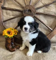 Black Tri Male , a male Miniature American Shepherd for sale in Kalama, WA – 2 of 10