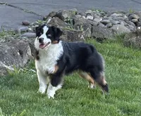 Rein, a female Miniature American Shepherd for sale in Kalama, WA – 5 of 8