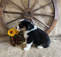 Black Tri Male , a male Miniature American Shepherd for sale in Kalama, WA – 8 of 8