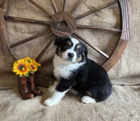 Black Tri Male , a male Miniature American Shepherd for sale in Kalama, WA – 7 of 8
